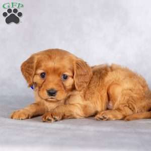 Scout, Miniature Golden Retriever Puppy